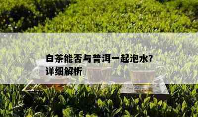 白茶能否与普洱一起泡水？详细解析