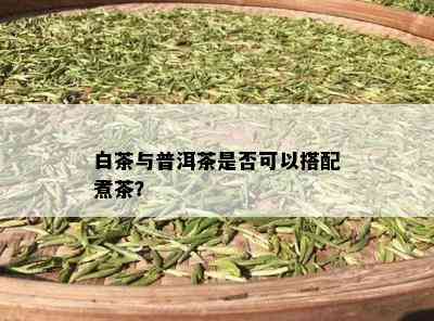 白茶与普洱茶是否可以搭配煮茶？