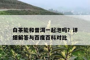 白茶能和普洱一起泡吗？详细解答与百度百科对比