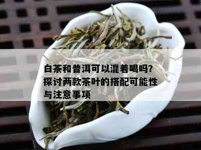 白茶和普洱可以混着喝吗？探讨两款茶叶的搭配可能性与注意事项