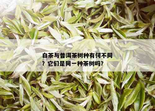 白茶与普洱茶树种有何不同？它们是同一种茶树吗？