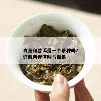 白茶和普洱是一个茶种吗？详解两者区别与联系