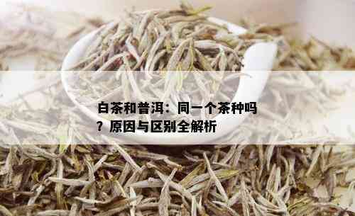 白茶和普洱：同一个茶种吗？原因与区别全解析