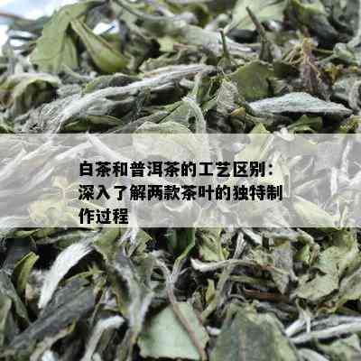 白茶和普洱茶的工艺区别：深入了解两款茶叶的独特制作过程