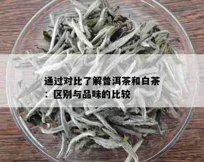 通过对比了解普洱茶和白茶：区别与品味的比较