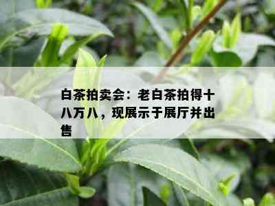 白茶拍卖会：老白茶拍得十八万八，现展示于展厅并出售