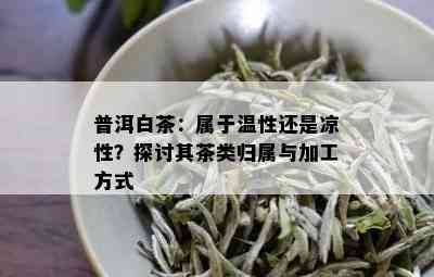 普洱白茶：属于温性还是凉性？探讨其茶类归属与加工方式