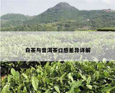 白茶与普洱茶口感差异详解