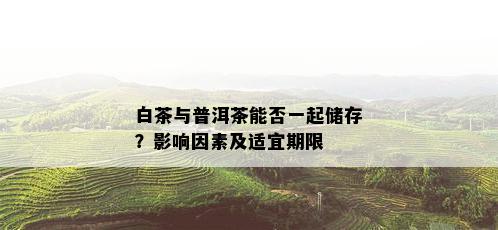 白茶与普洱茶能否一起储存？影响因素及适宜期限