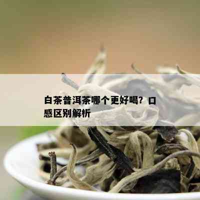 白茶普洱茶哪个更好喝？口感区别解析