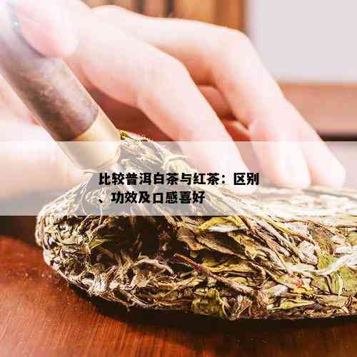 比较普洱白茶与红茶：区别、功效及口感喜好