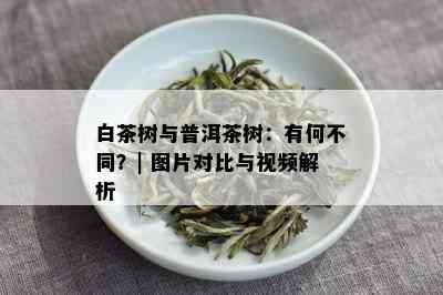 白茶树与普洱茶树：有何不同？| 图片对比与视频解析