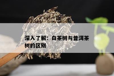 深入了解：白茶树与普洱茶树的区别