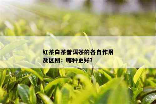 红茶白茶普洱茶的各自作用及区别：哪种更好？