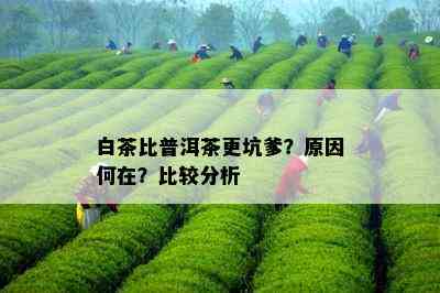 白茶比普洱茶更坑爹？原因何在？比较分析