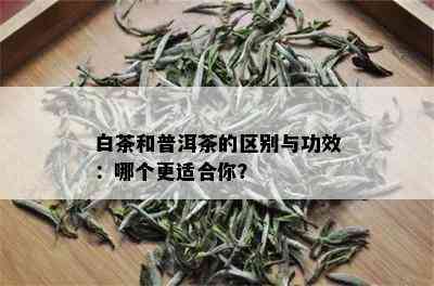 白茶和普洱茶的区别与功效：哪个更适合你？