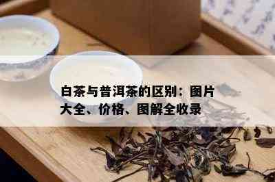 白茶与普洱茶的区别：图片大全、价格、图解全收录