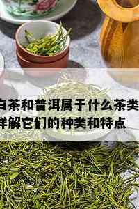 白茶和普洱属于什么茶类？详解它们的种类和特点