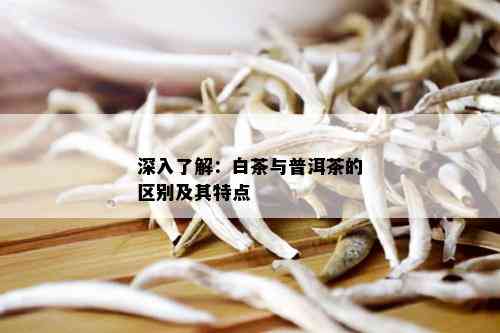 深入了解：白茶与普洱茶的区别及其特点