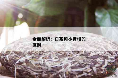 全面解析：白茶和小青柑的区别