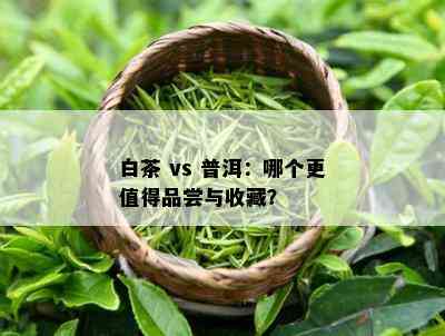 白茶 vs 普洱：哪个更值得品尝与收藏？