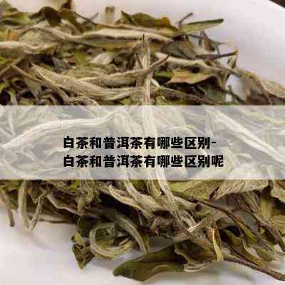 白茶和普洱茶有哪些区别-白茶和普洱茶有哪些区别呢