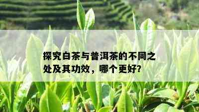 探究白茶与普洱茶的不同之处及其功效，哪个更好？