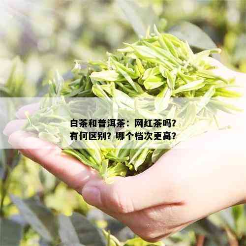 白茶和普洱茶：网红茶吗？有何区别？哪个档次更高？