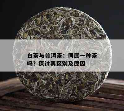 白茶与普洱茶：同属一种茶吗？探讨其区别及原因