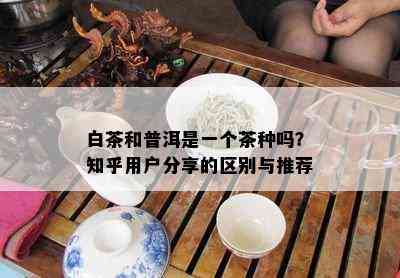 白茶和普洱是一个茶种吗？知乎用户分享的区别与推荐