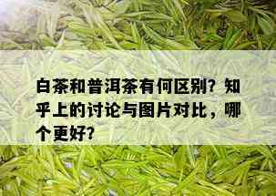 白茶和普洱茶有何区别？知乎上的讨论与图片对比，哪个更好？