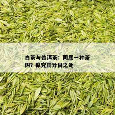 白茶与普洱茶：同属一种茶树？探究其异同之处