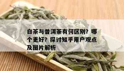 白茶与普洱茶有何区别？哪个更好？探讨知乎用户观点及图片解析