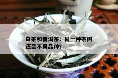 白茶和普洱茶：同一种茶树还是不同品种？