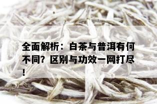 全面解析：白茶与普洱有何不同？区别与功效一网打尽！