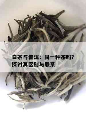 白茶与普洱：同一种茶吗？探讨其区别与联系