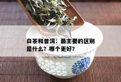 白茶和普洱：最主要的区别是什么？哪个更好？