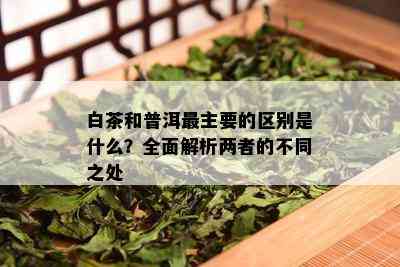 白茶和普洱最主要的区别是什么？全面解析两者的不同之处