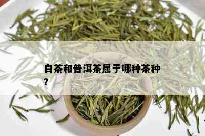 白茶和普洱茶属于哪种茶种？