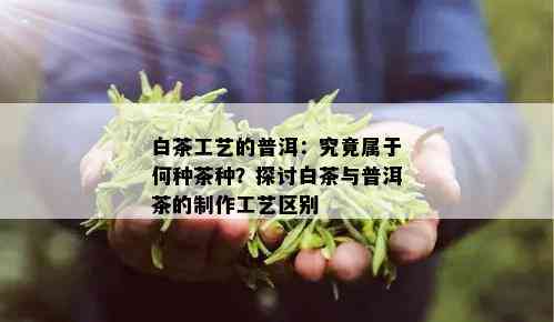 白茶工艺的普洱：究竟属于何种茶种？探讨白茶与普洱茶的制作工艺区别