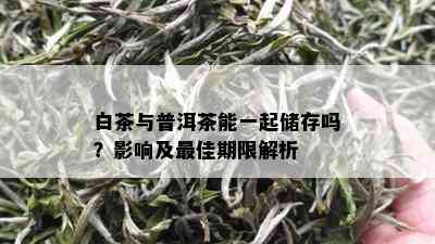 白茶与普洱茶能一起储存吗？影响及更佳期限解析