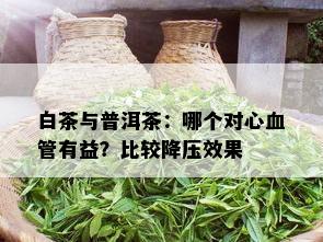 白茶与普洱茶：哪个对心血管有益？比较降压效果