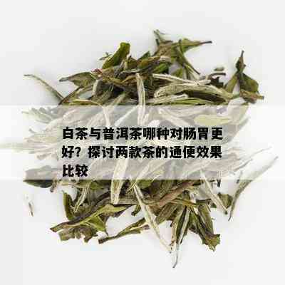 白茶与普洱茶哪种对肠胃更好？探讨两款茶的通便效果比较