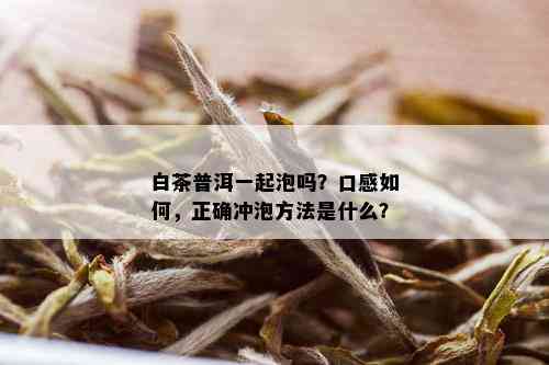 白茶普洱一起泡吗？口感如何，正确冲泡方法是什么？