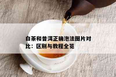 白茶和普洱正确泡法图片对比：区别与教程全览