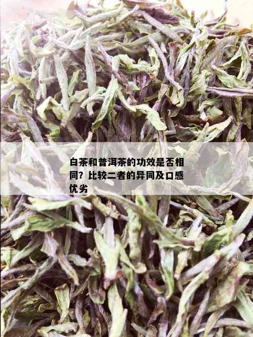 白茶和普洱茶的功效是否相同？比较二者的异同及口感优劣