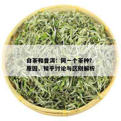 白茶和普洱：同一个茶种？原因、知乎讨论与区别解析