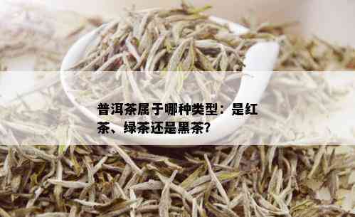 普洱茶属于哪种类型：是红茶、绿茶还是黑茶？