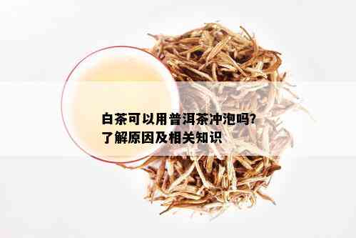 白茶可以用普洱茶冲泡吗？了解原因及相关知识