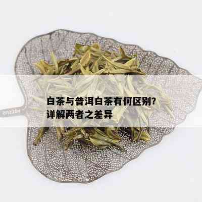 白茶与普洱白茶有何区别？详解两者之差异